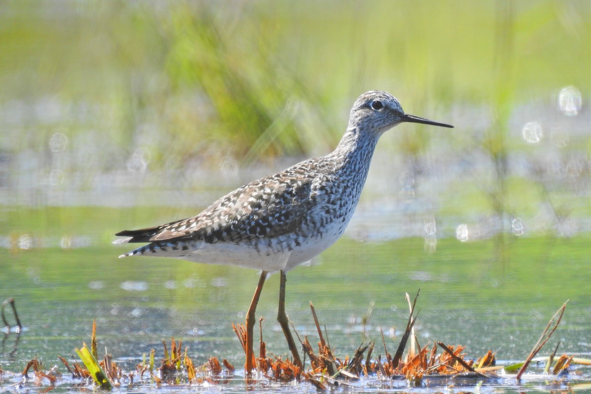 Lesser Yellowlegs - Jarvis Shirky