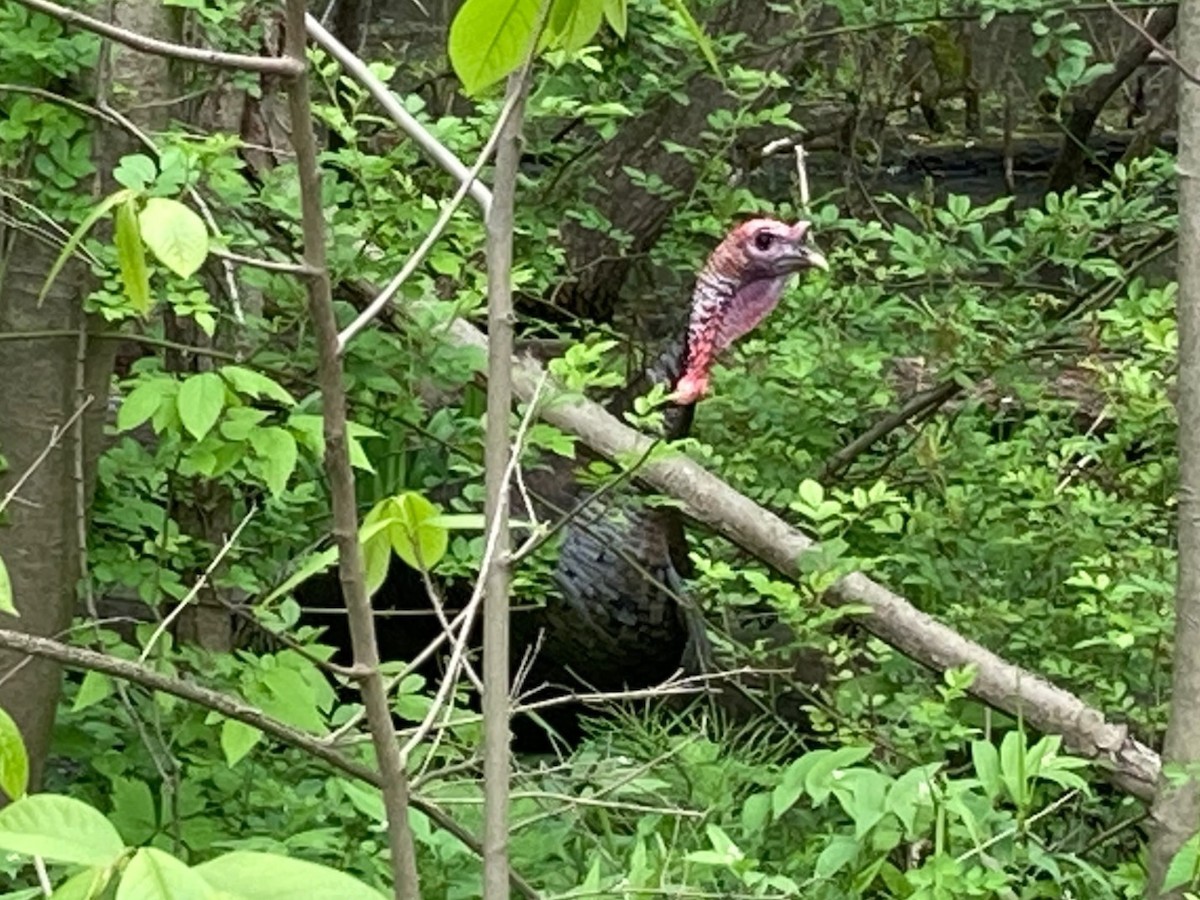 Wild Turkey - Barbara Baldinger