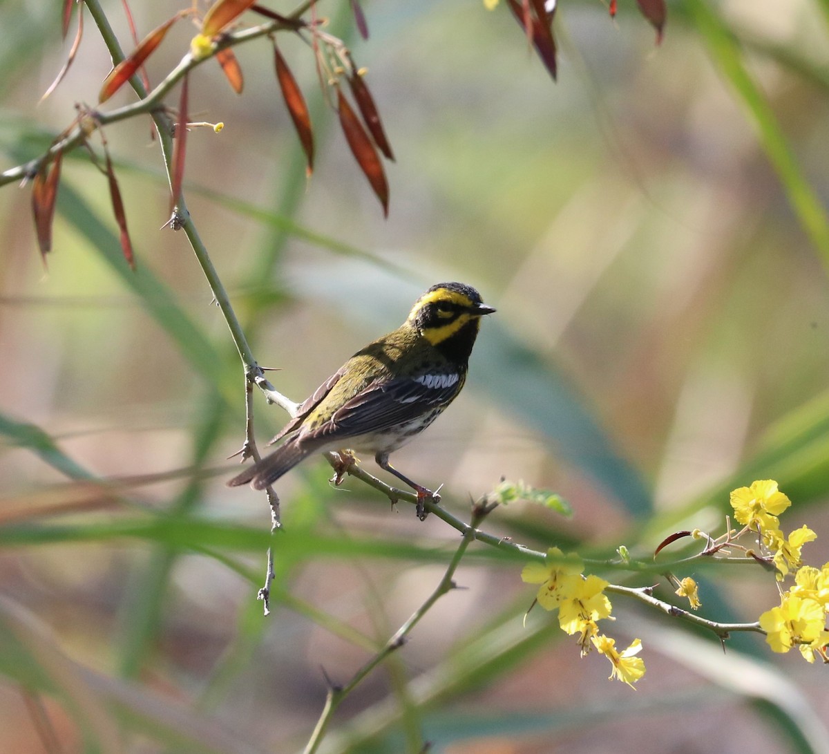 Townsend's Warbler - ML619028712