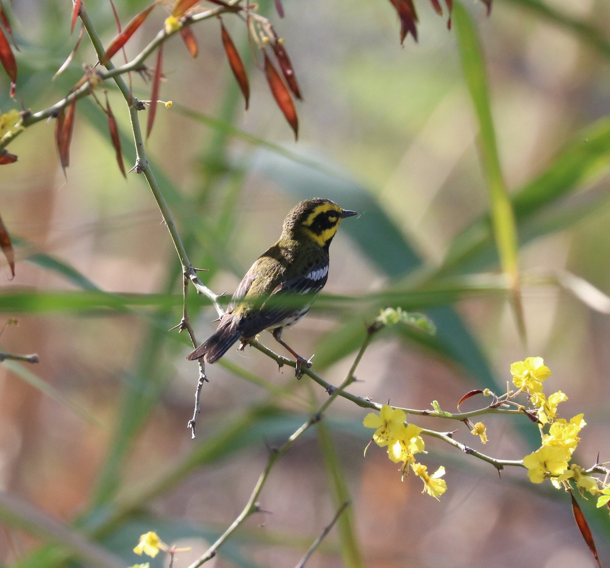 Townsend's Warbler - ML619028713