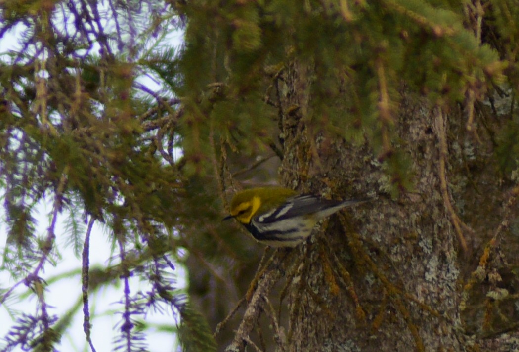 Black-throated Green Warbler - Guillaume Perron
