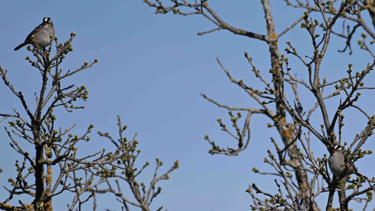 White-crowned Sparrow - Damian Vraniak