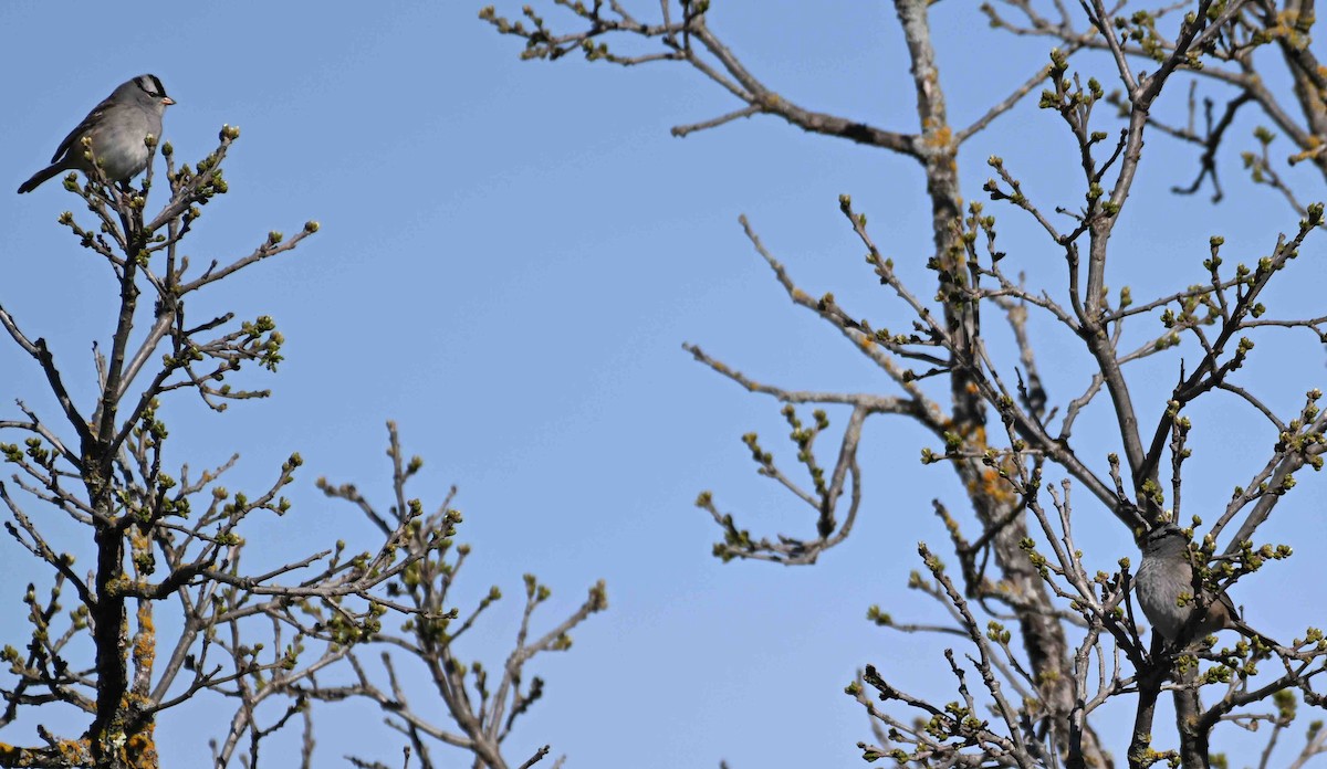 White-crowned Sparrow - Damian Vraniak