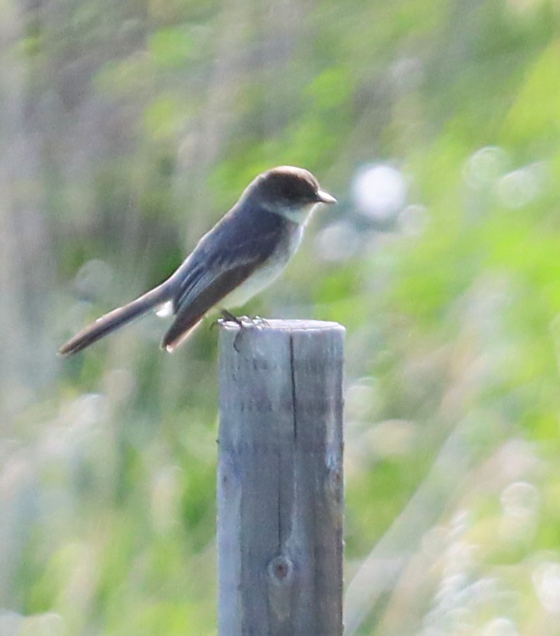 Eastern Phoebe - ML619028721