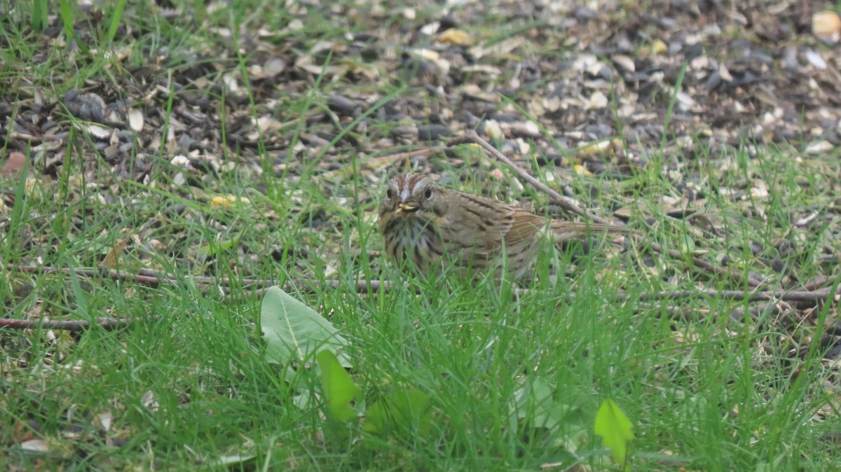 Lincoln's Sparrow - Howard Lorenz