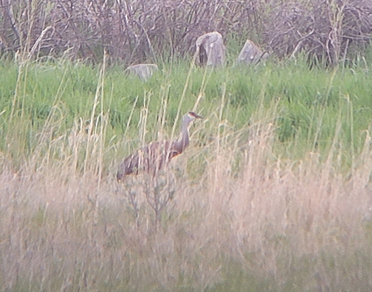 Sandhill Crane - ML619028792