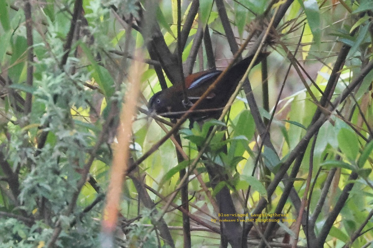 Blue-winged Laughingthrush - Argrit Boonsanguan