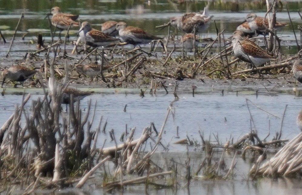 Least Sandpiper - Dennis Mersky