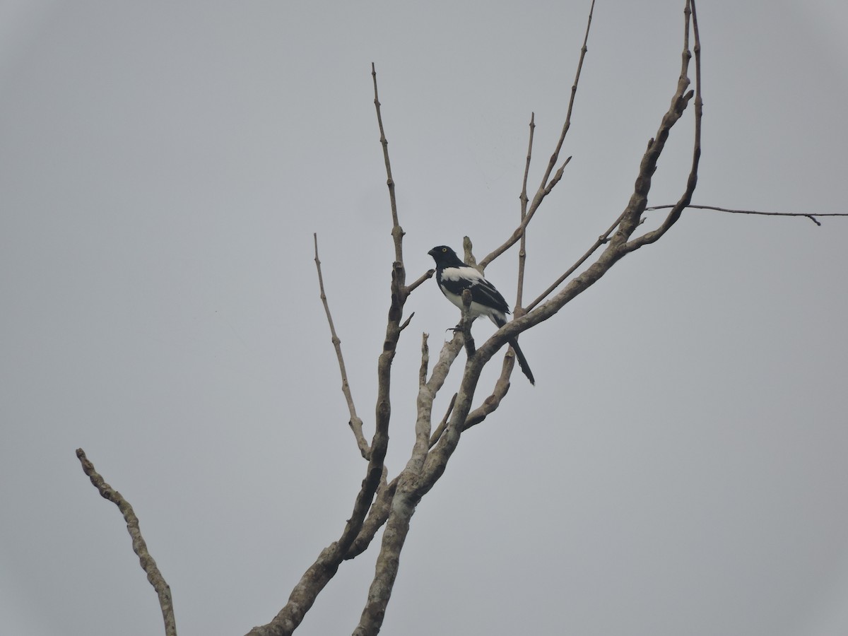 Magpie Tanager - ML619028802