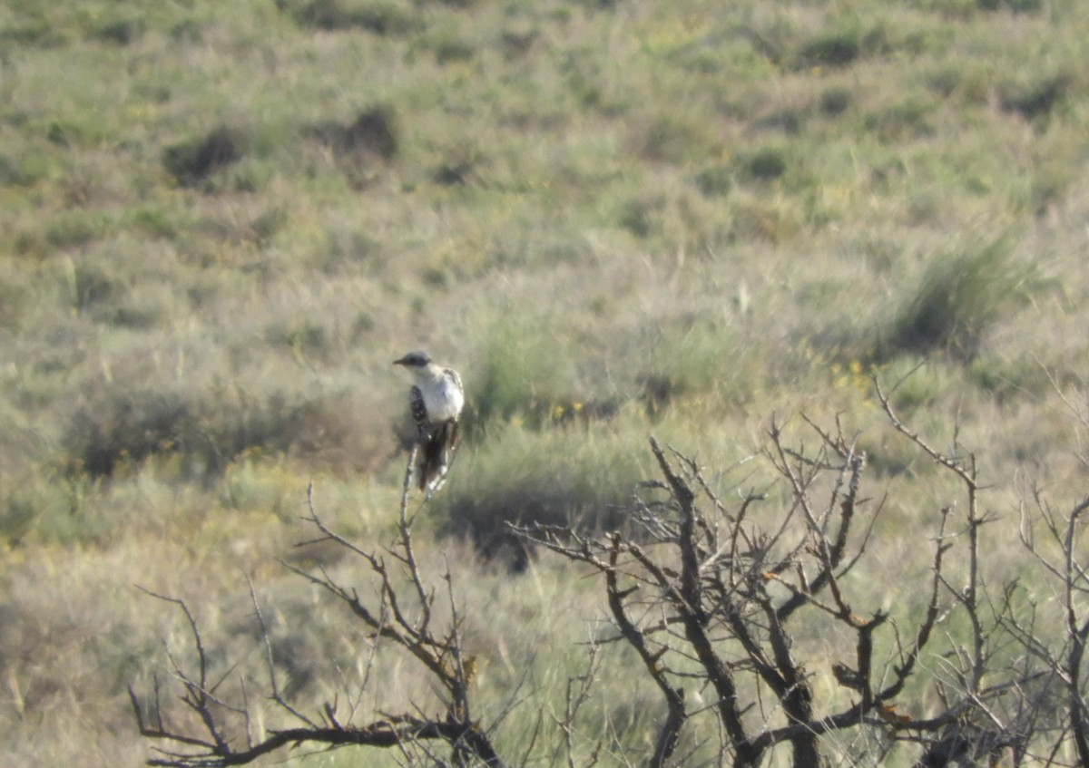 Great Spotted Cuckoo - ML619028812