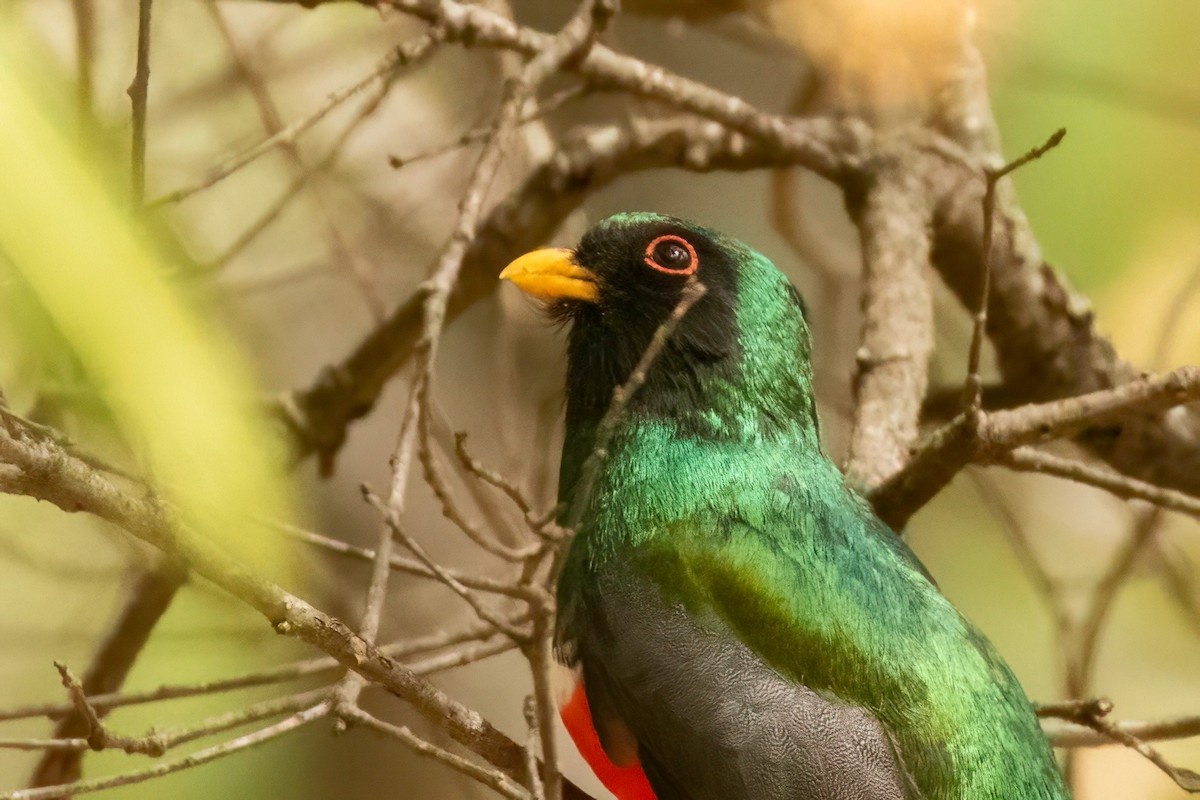 mexicotrogon - ML619028814