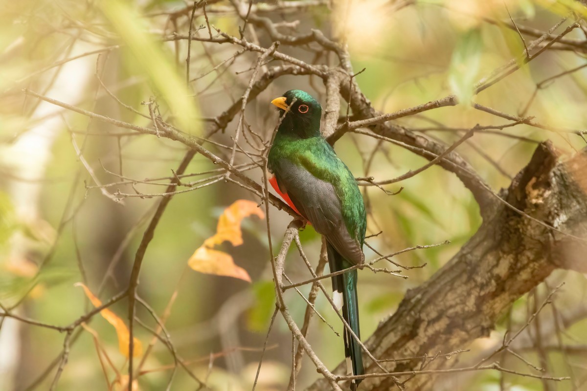 trogon mexický - ML619028815