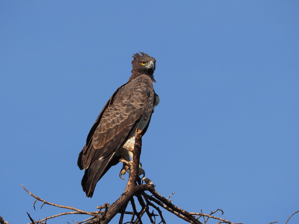 Martial Eagle - Adrian Hinkle