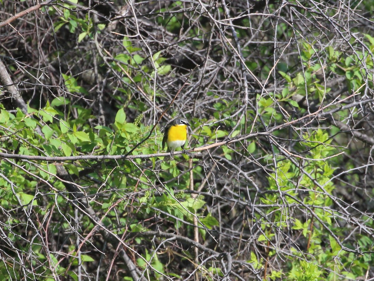 Yellow-breasted Chat - ML619028830