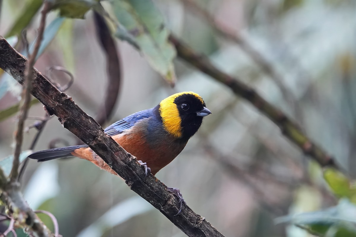 Golden-collared Tanager - Chris Bell