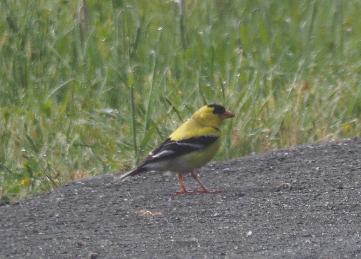 American Goldfinch - Maria Borges