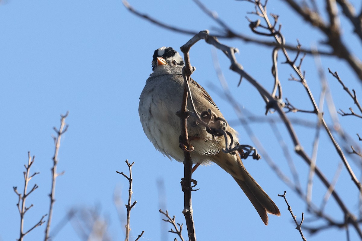 White-crowned Sparrow - Linda Pittman