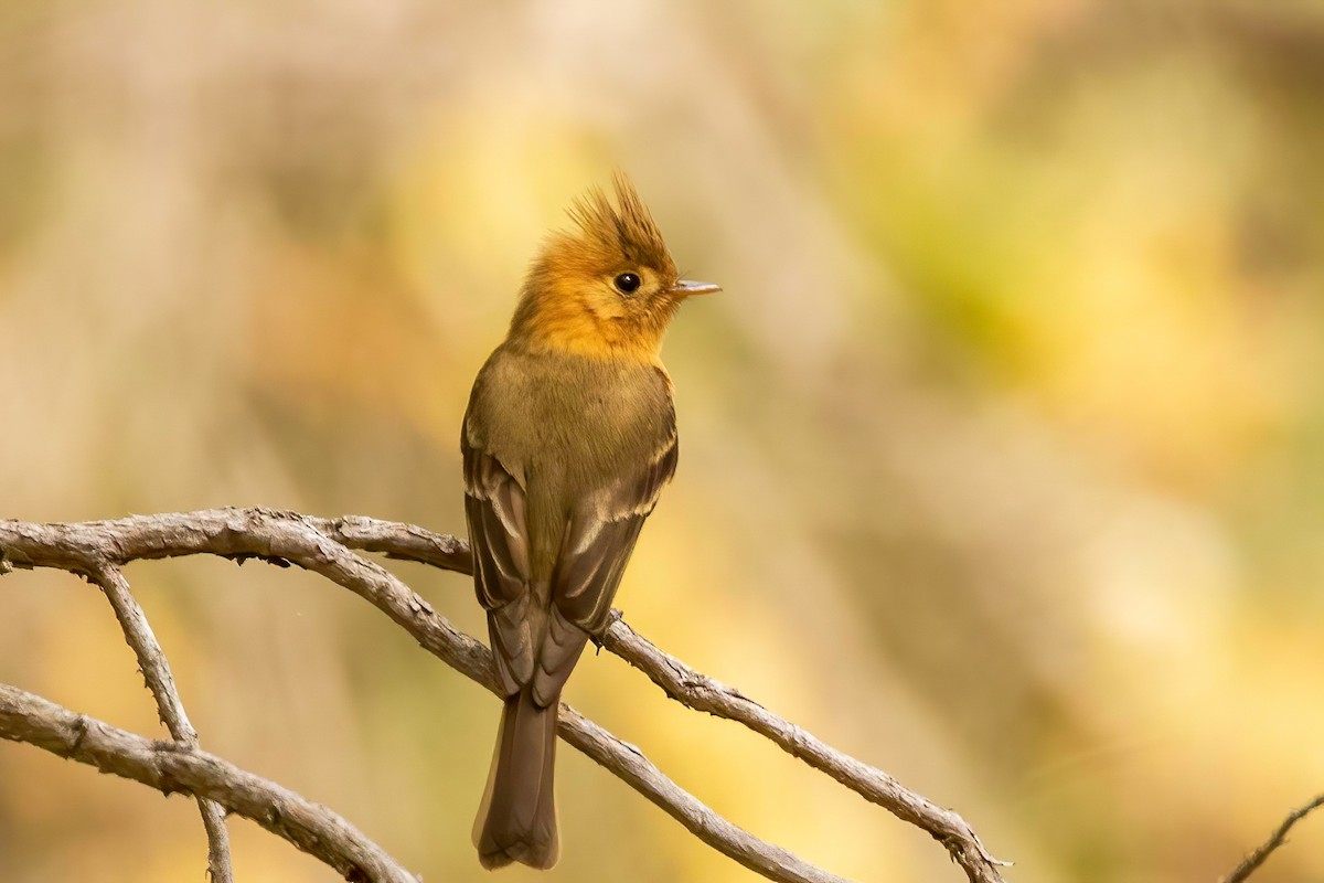Tufted Flycatcher (Mexican) - Fred Hochstaedter