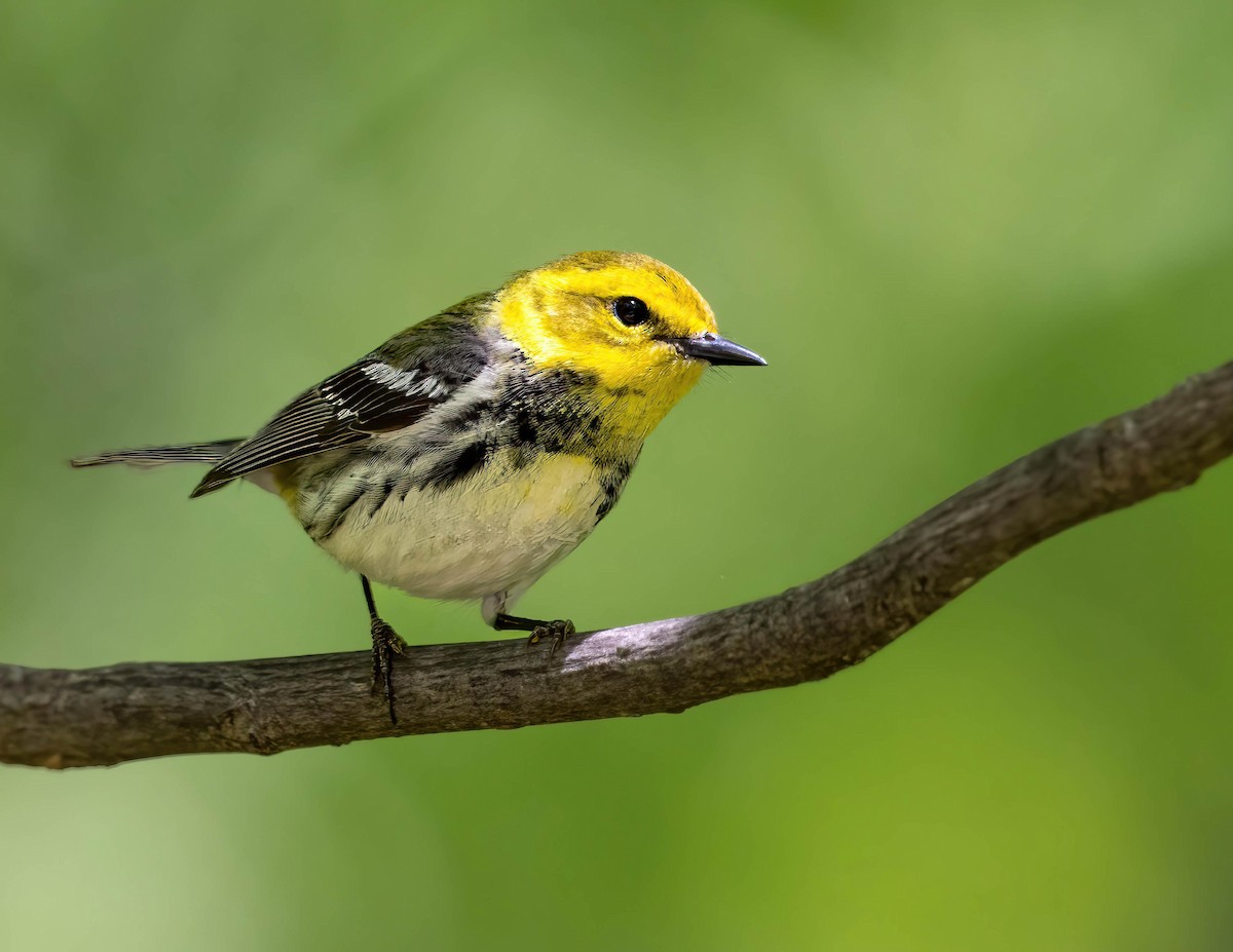 Black-throated Green Warbler - Brian Smith