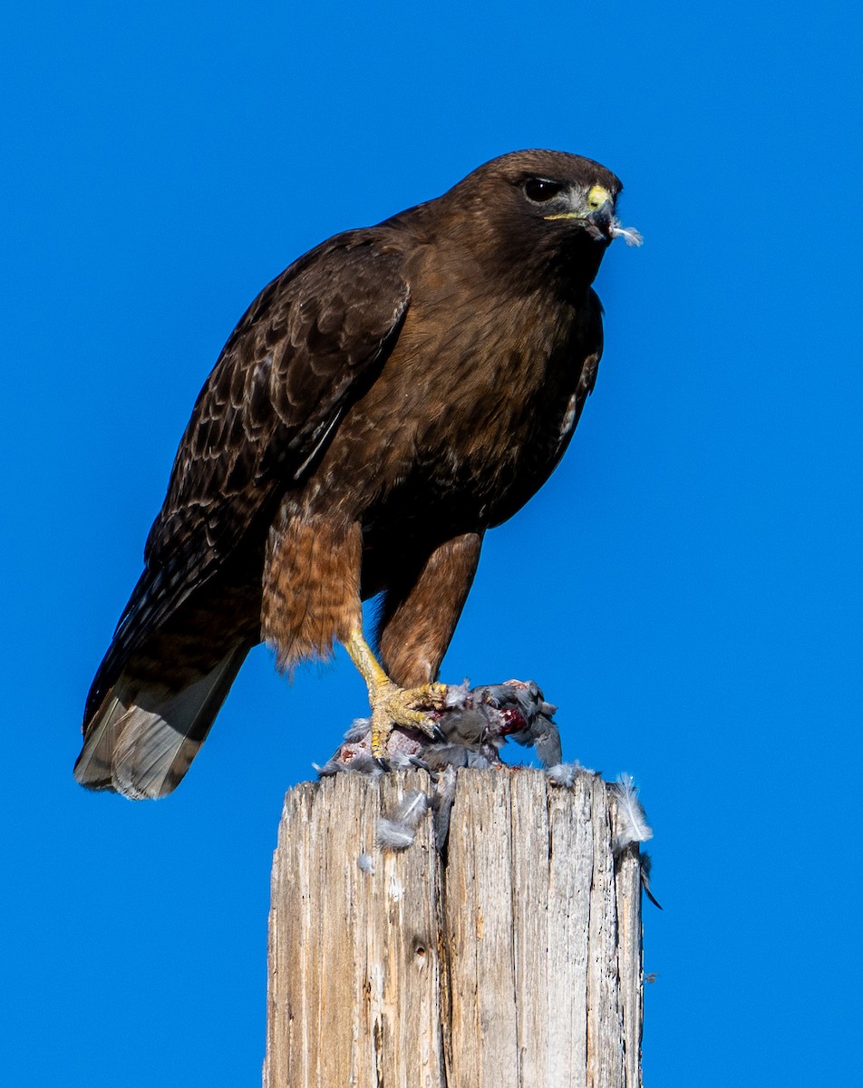 Red-tailed Hawk - Mike Henry
