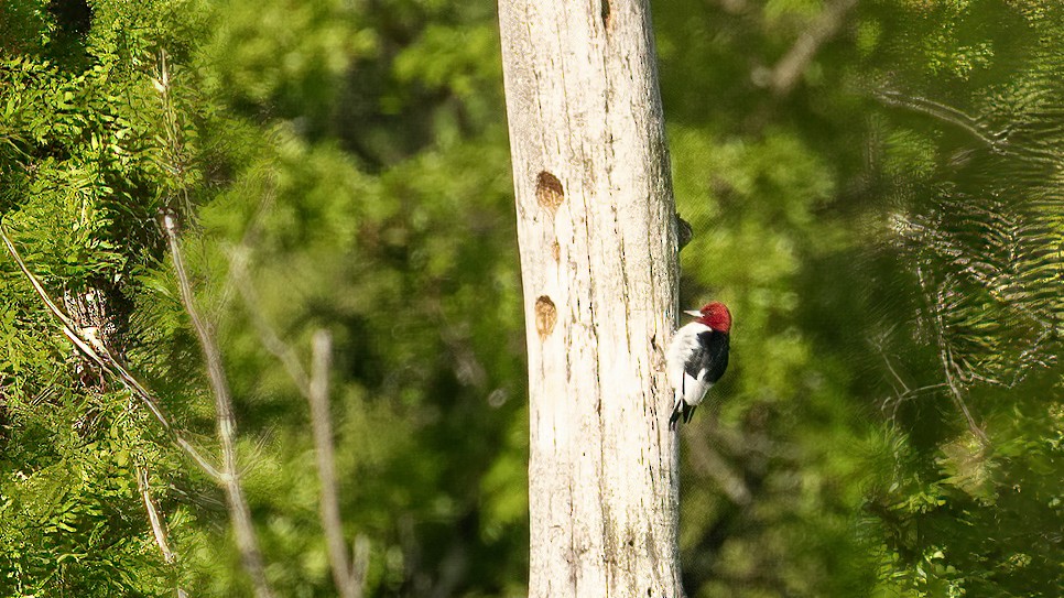 Red-headed Woodpecker - ML619028868