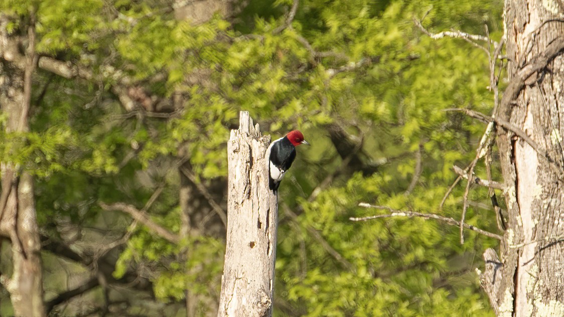 Red-headed Woodpecker - R Miller