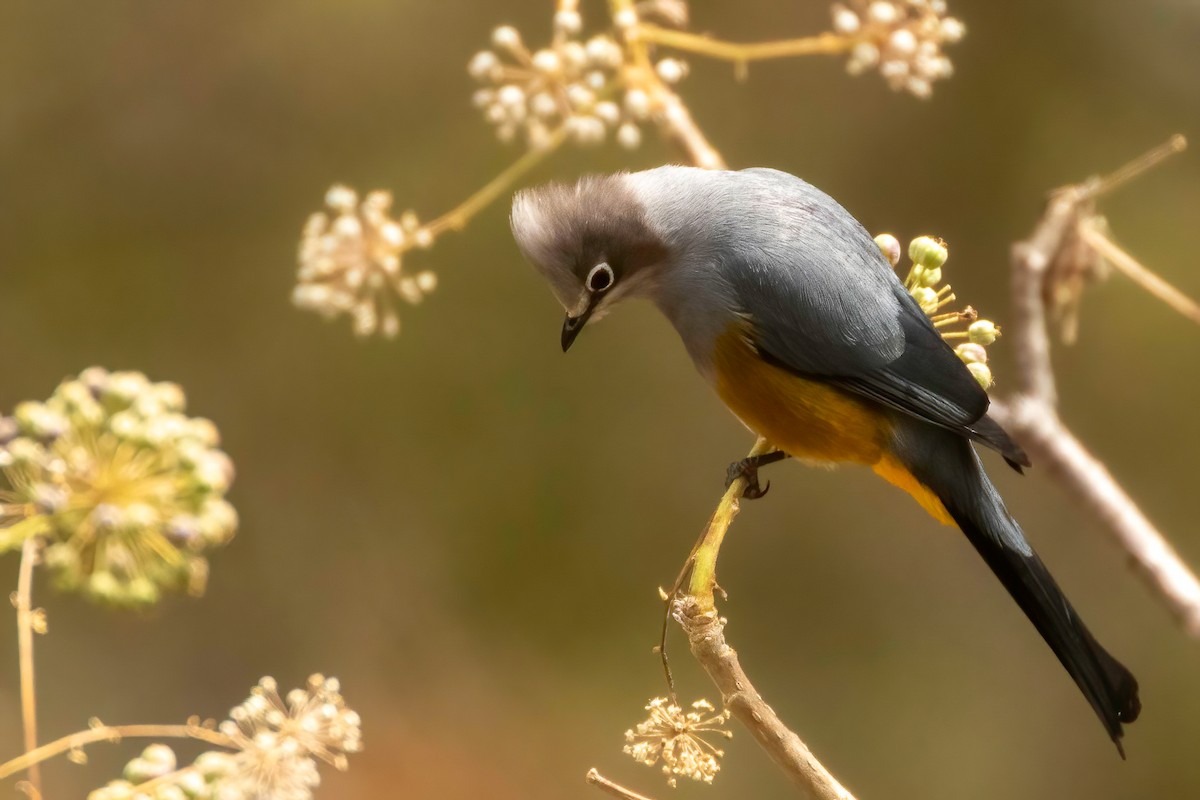 Gray Silky-flycatcher - Fred Hochstaedter