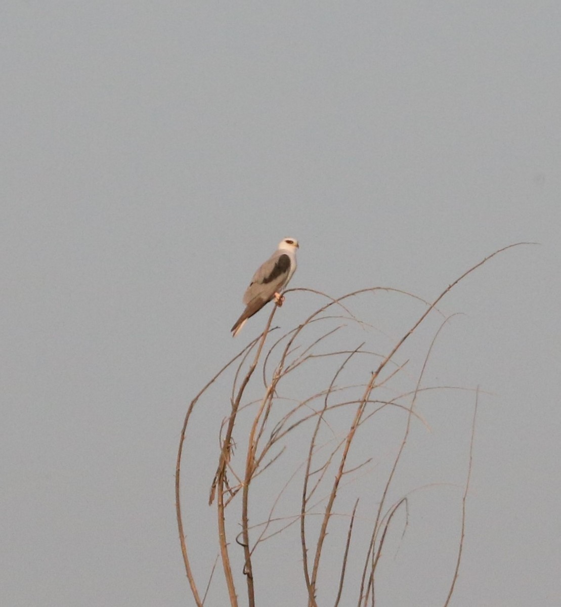 White-tailed Kite - adam zions