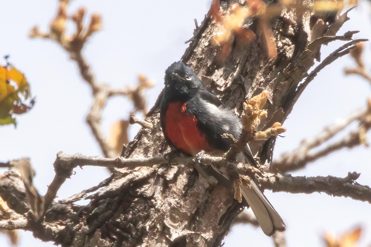 Slate-throated Redstart - Fred Hochstaedter