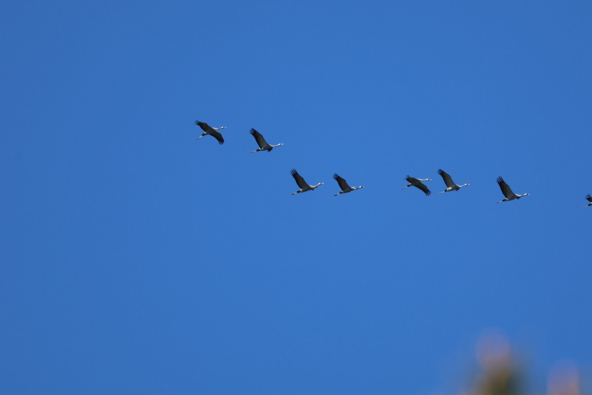 Common Crane - howard  taffs