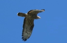 European Honey-buzzard - ML619028907