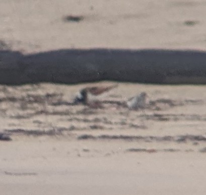 Ruddy Turnstone - ML619028916