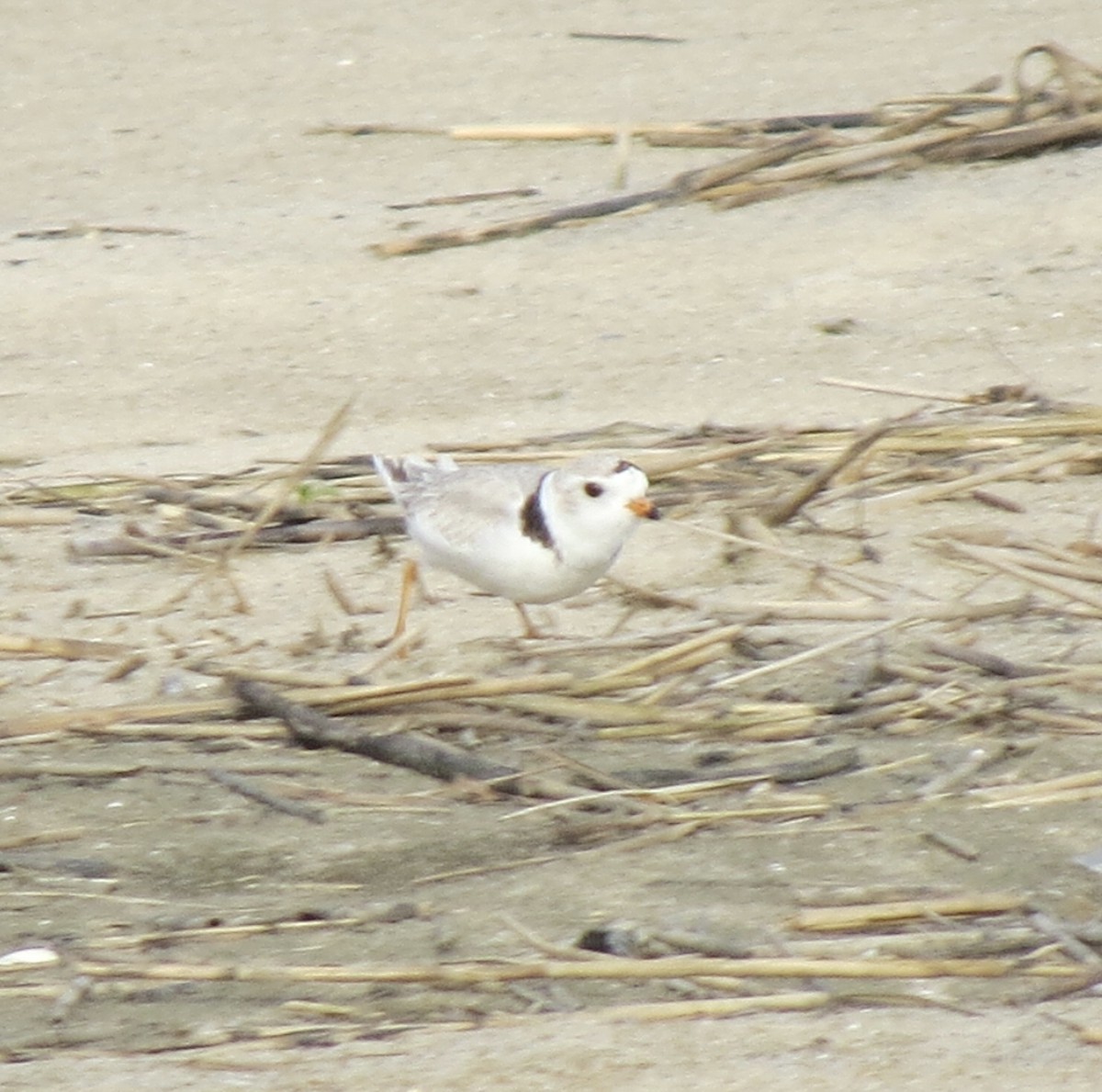 Piping Plover - Tom Eck