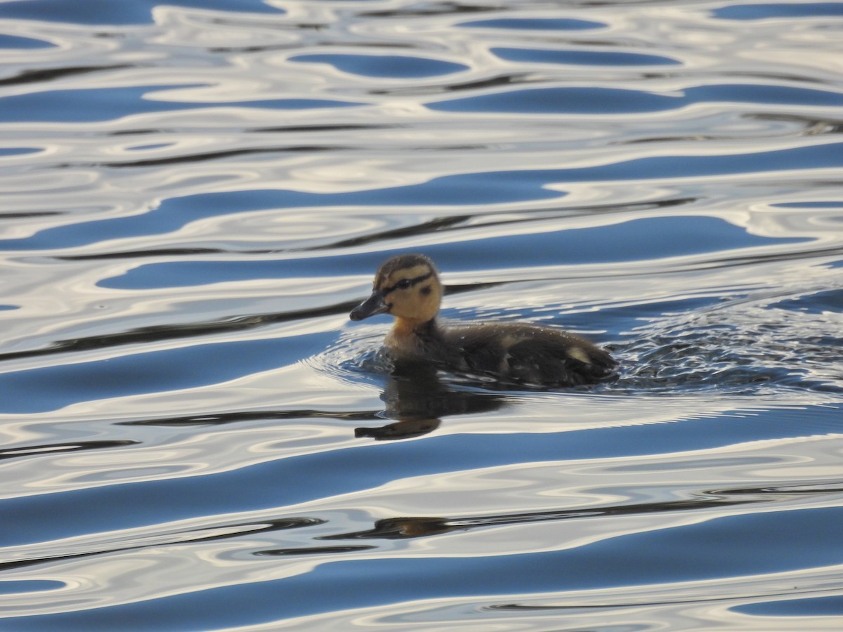 Mallard - ML619028935