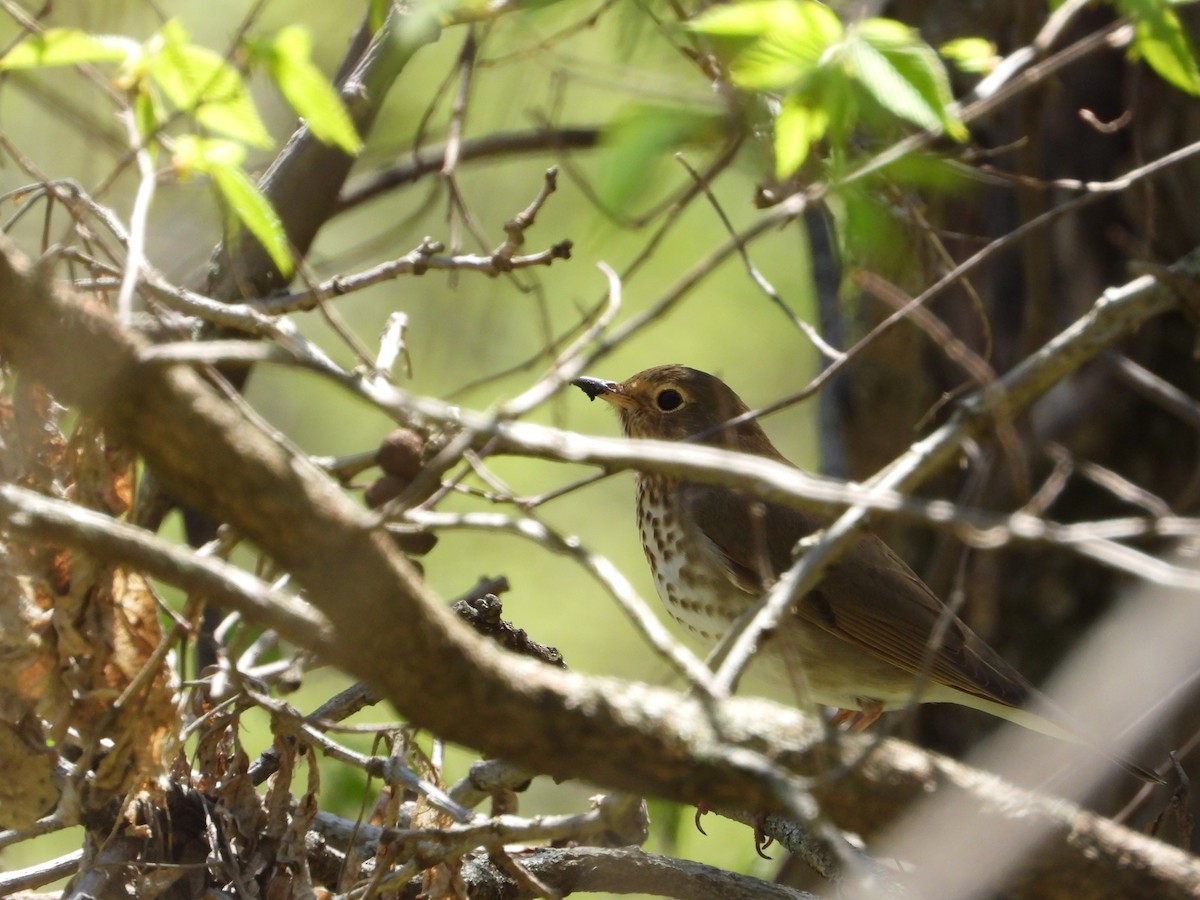 Swainson's Thrush - Daniel Raleigh