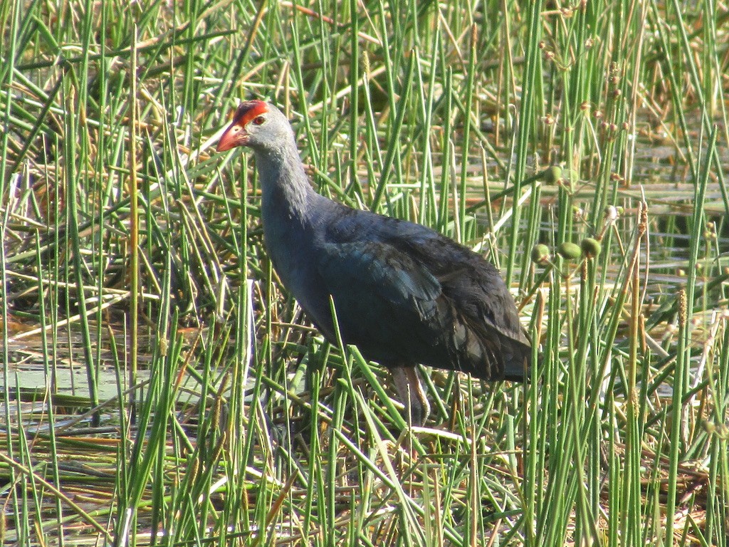 Gray-headed Swamphen - ML619028940