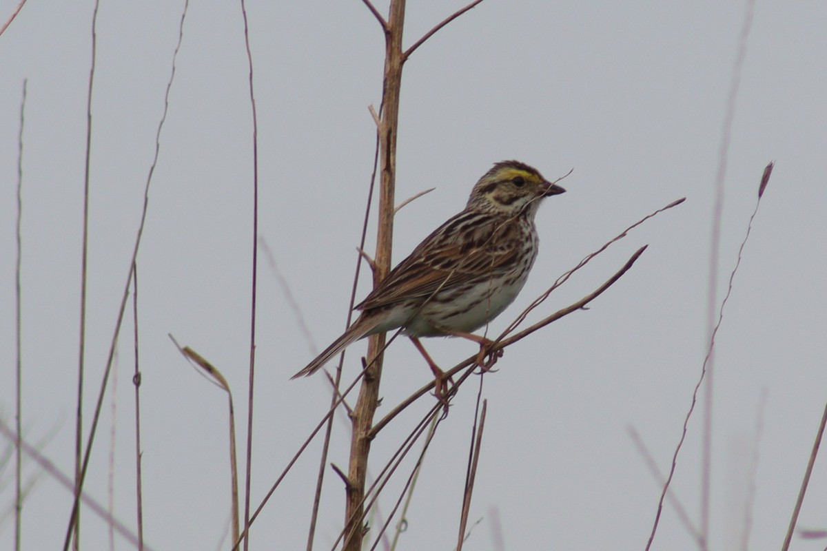 Savannah Sparrow - ML619028979