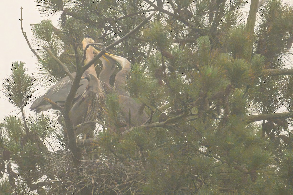 Great Blue Heron - ML619028991