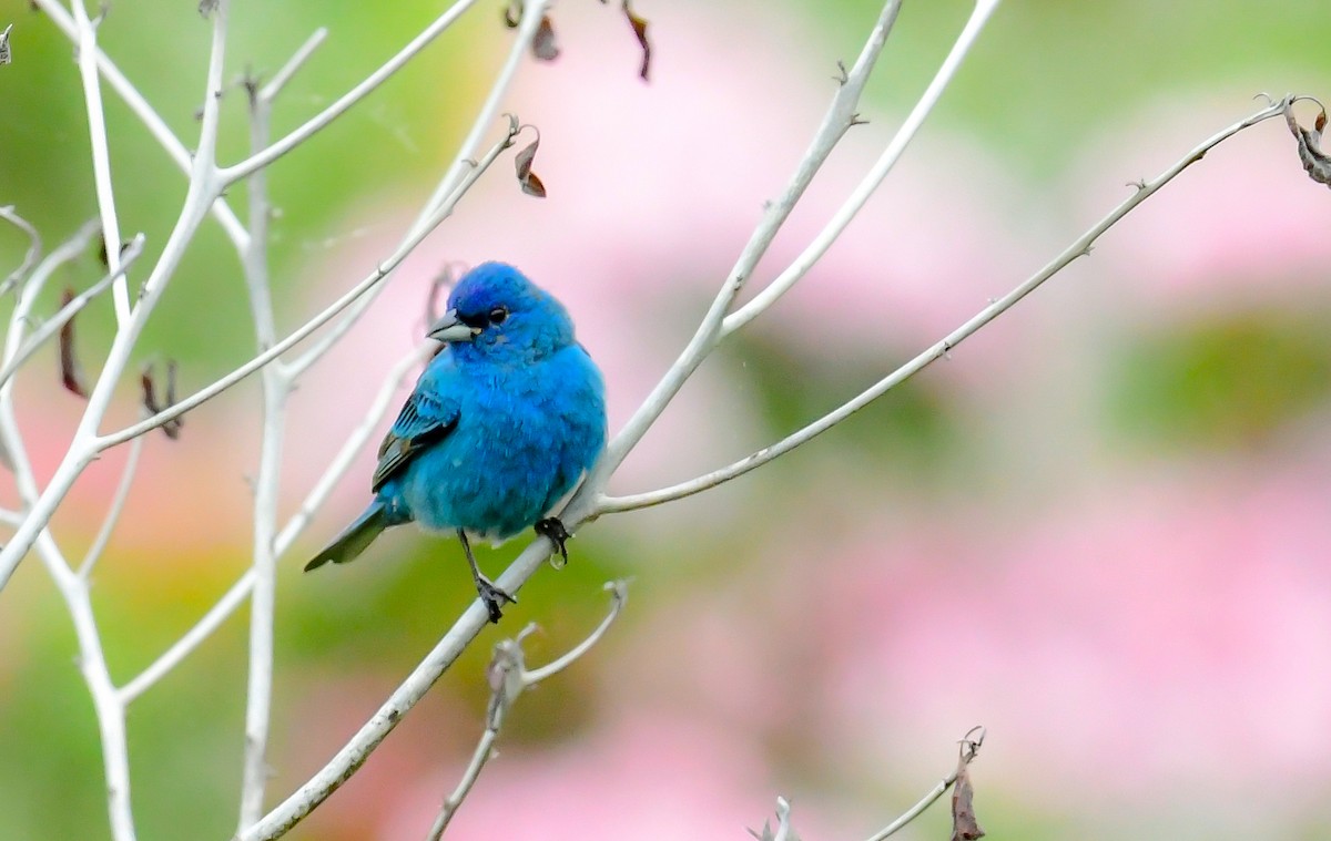 Indigo Bunting - ML619029004