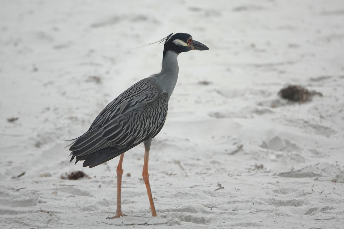 Yellow-crowned Night Heron - Claire Herzog