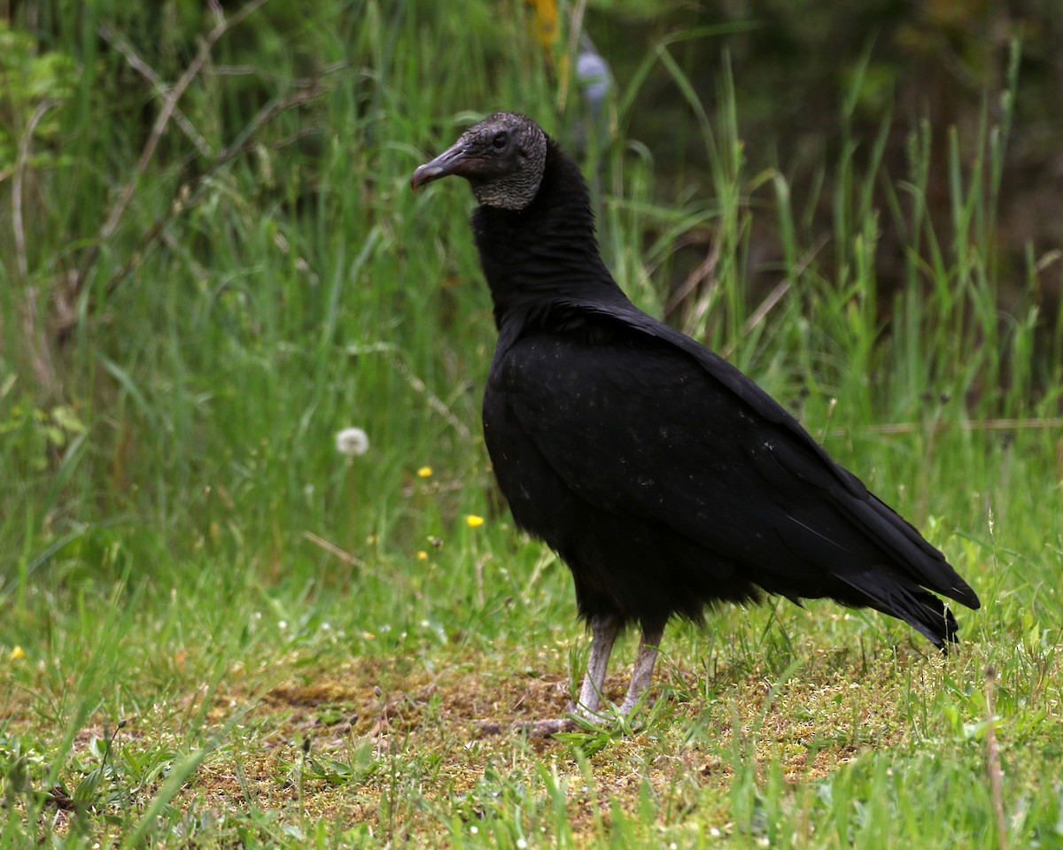 Black Vulture - Linda Scrima