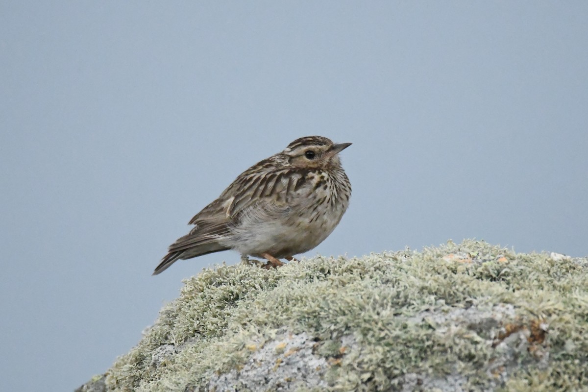 Eurasian Skylark - Diego García Díaz