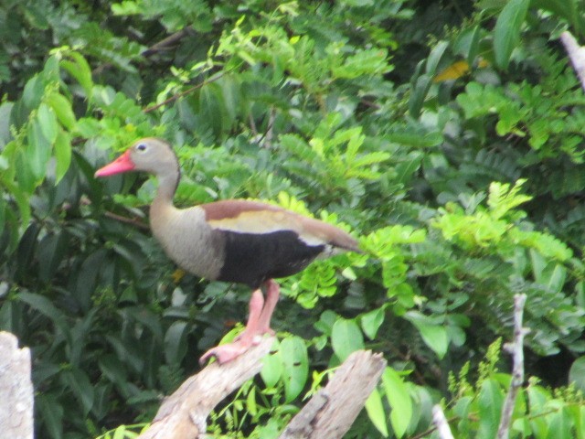 Black-bellied Whistling-Duck - Diego Mejía Torres