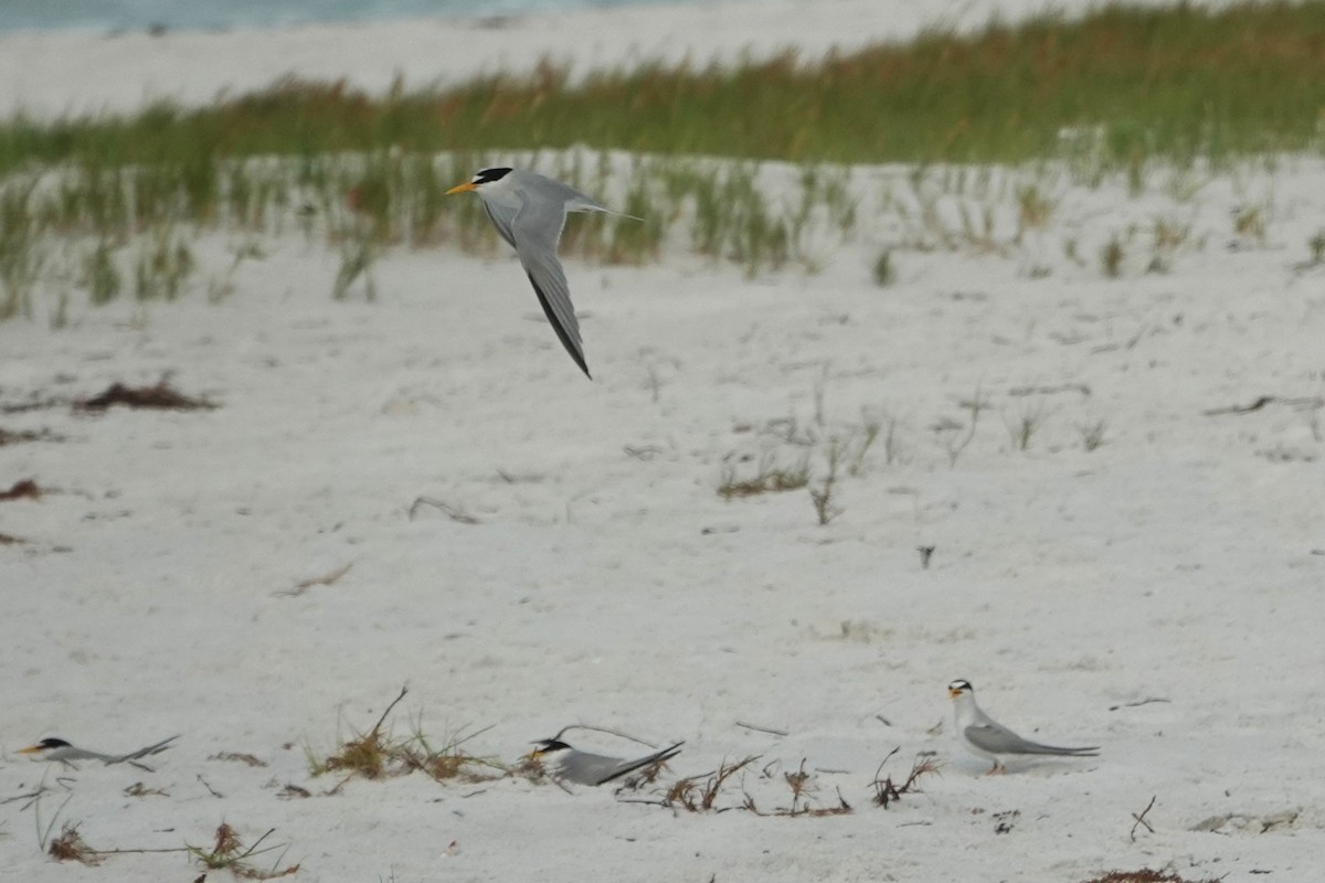 Least Tern - ML619029084