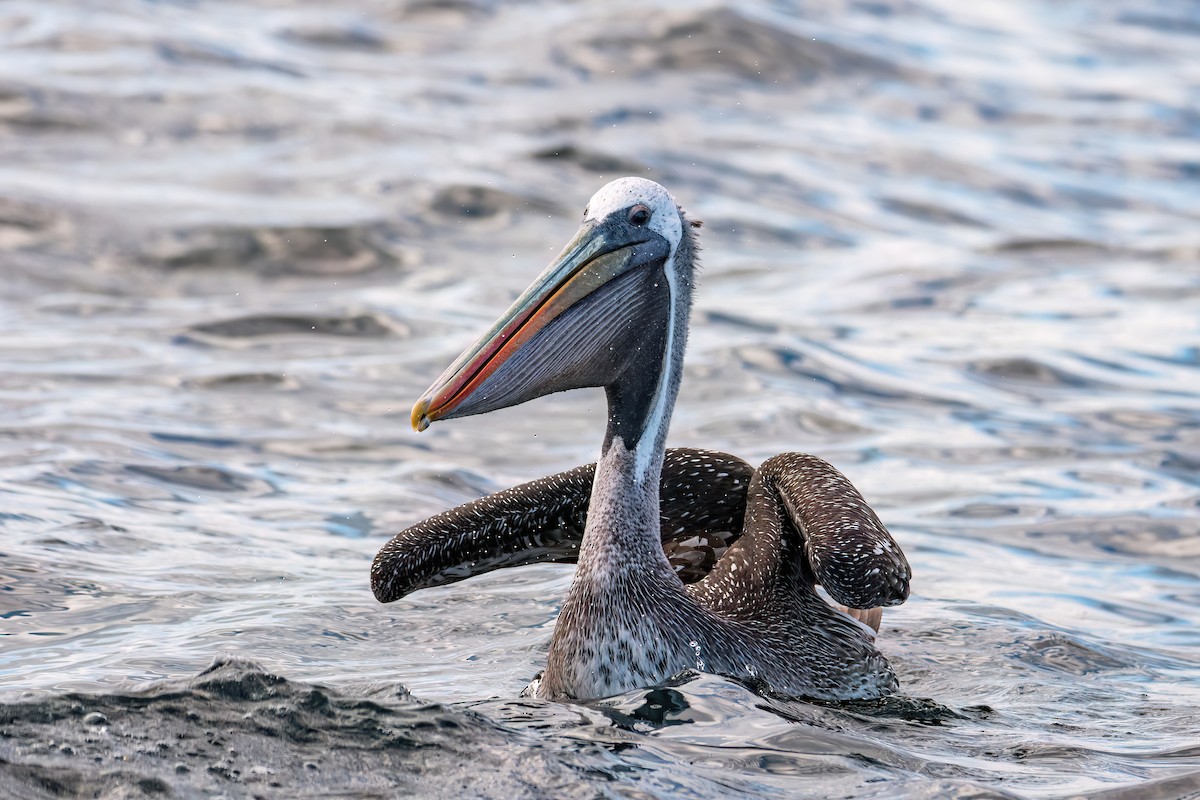 pelikán chilský - ML619029099