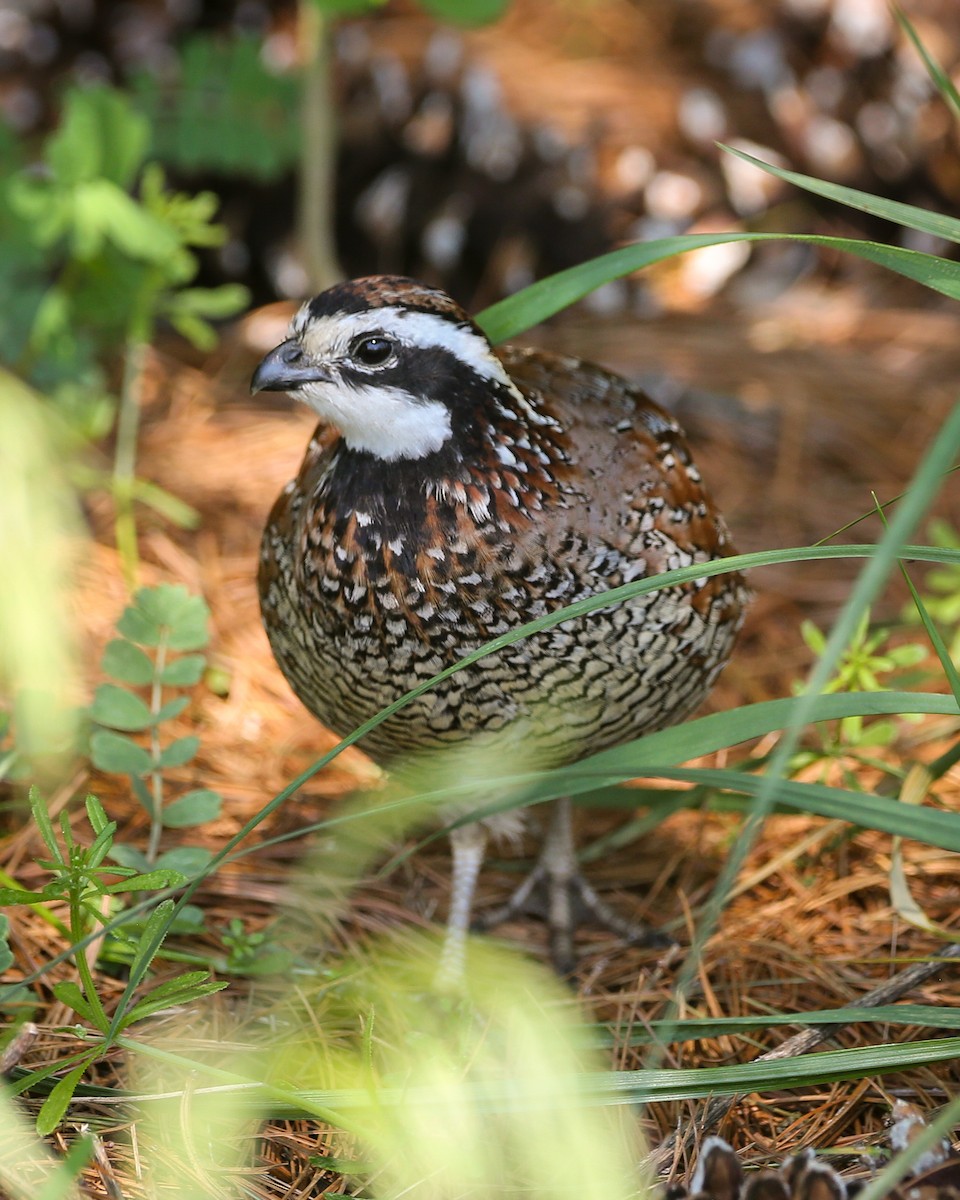 Northern Bobwhite - ML619029111