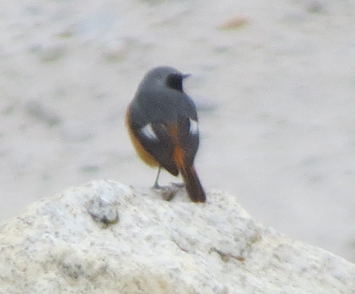 Hodgson's Redstart - Shankar Tiwari