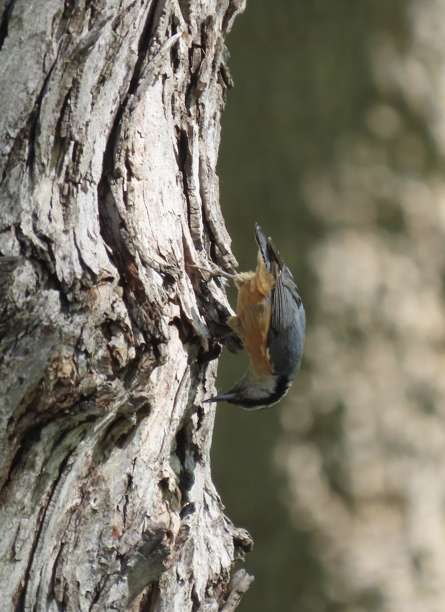 Red-breasted Nuthatch - Sarah Shippen