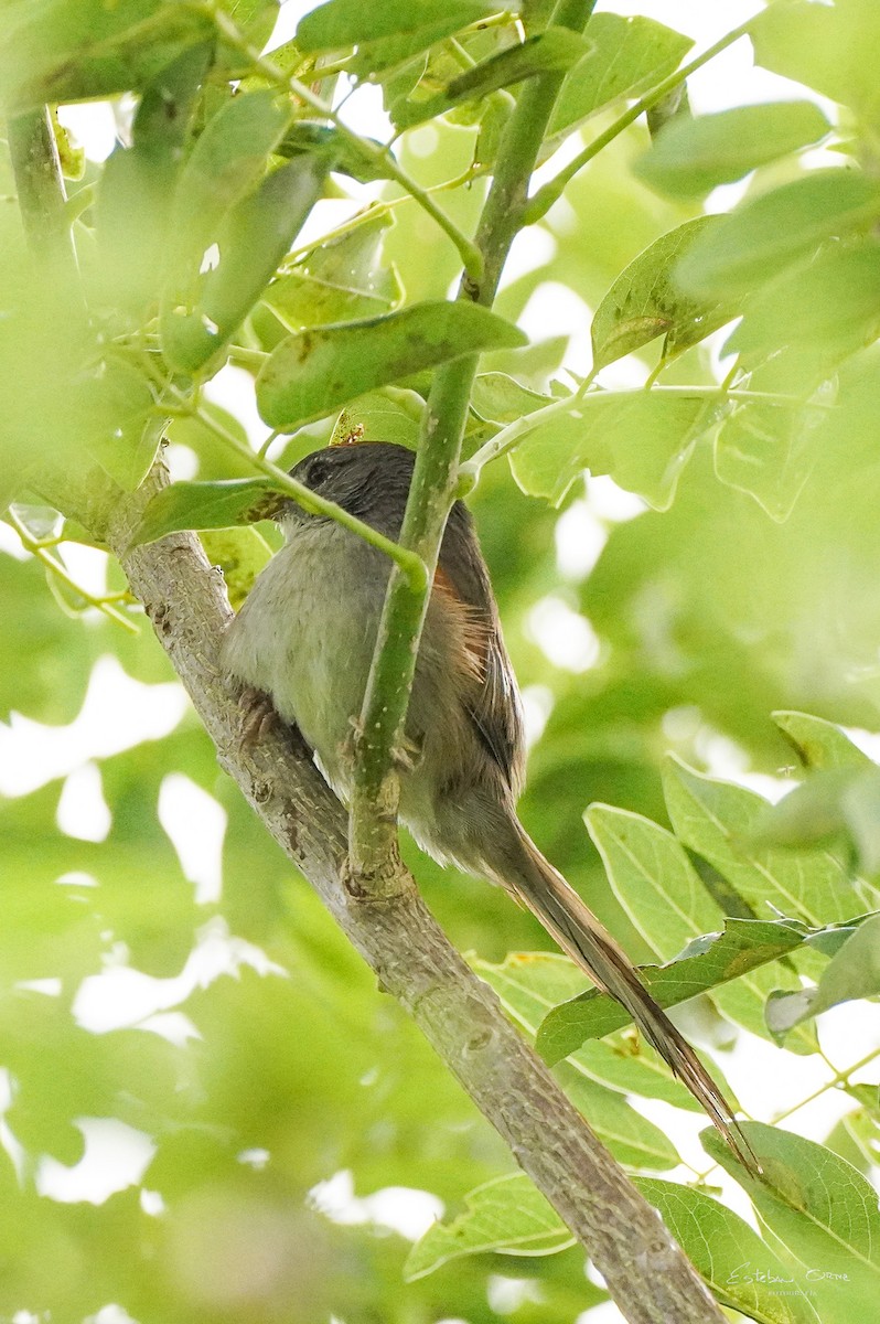 Wedge-tailed Grass-Finch - Esteban Ortiz