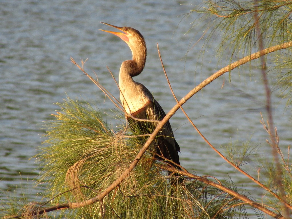 Anhinga - Carlos G Vasquez C